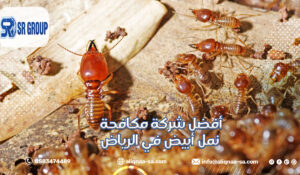 أفضل شركة مكافحة نمل أبيض في الرياض