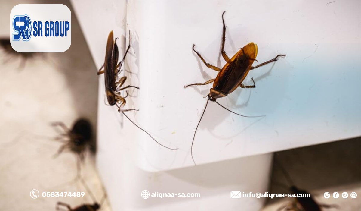 أفضل شركة مكافحة صراصير في حي البديعة بالرياض