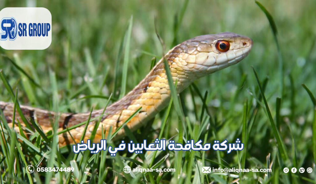 شركة مكافحة الثعابين في الرياض